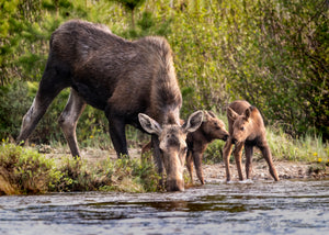 Baby Moose Twins 2