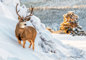 Deer at Sunrise