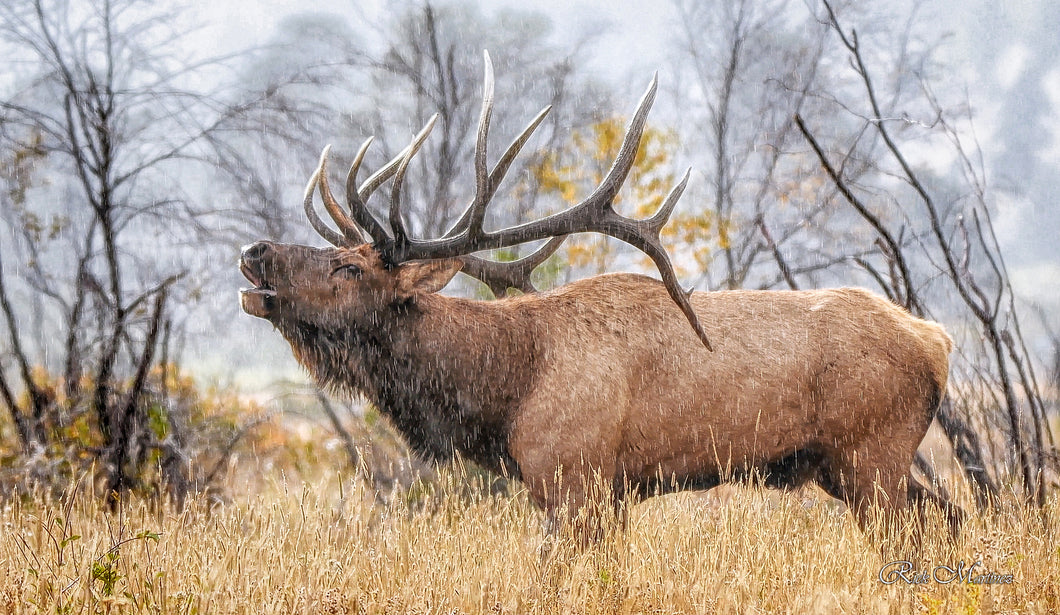 Bull Elk in Early Rut