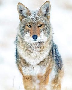 Coyote in Blizzard