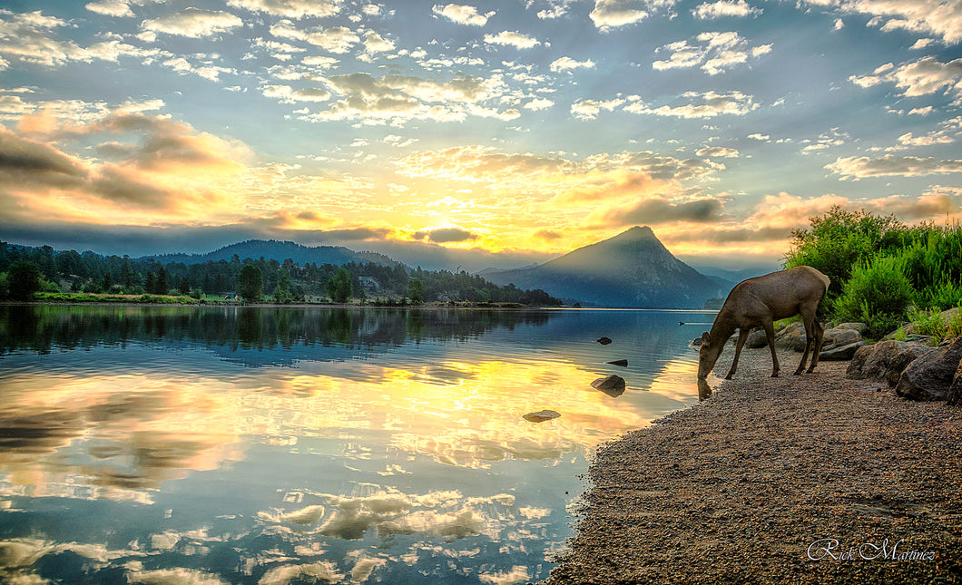 Elk at Sunrise